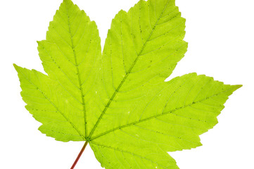 Fototapeta premium Leaf texture
