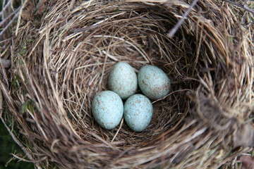 Vogel-Nest mit Schwarzdrossel-Eier