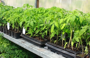 Seedling Tomato - 41450614