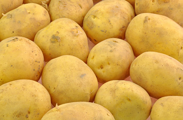 close up of arranged freshely harvested potatos