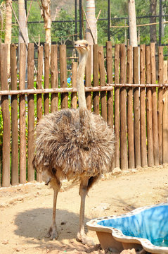 Ostrich, the largest flightless birds, Struthio sp.