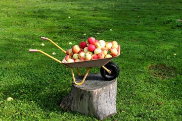 wheelbarrow with apples