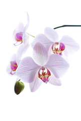 Fototapeta na wymiar Snow white orchids isolated background
