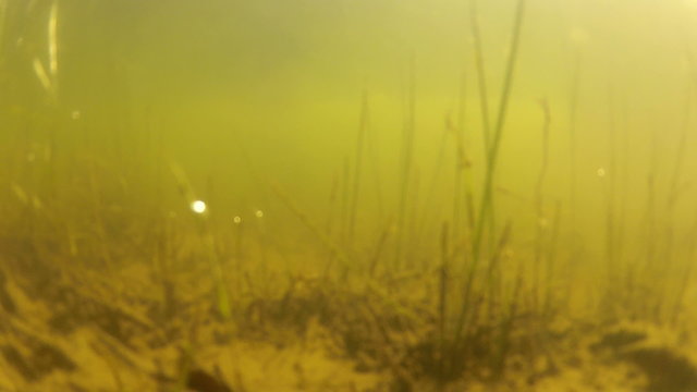 Snapping turtle in murky pond