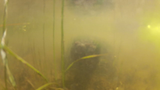 Snapping turtle in a murky pond