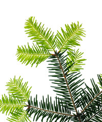 Pine tree