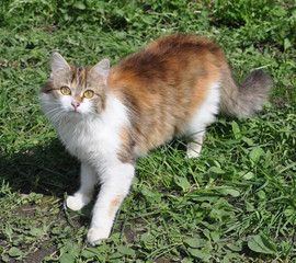 The motley cat  in a grass