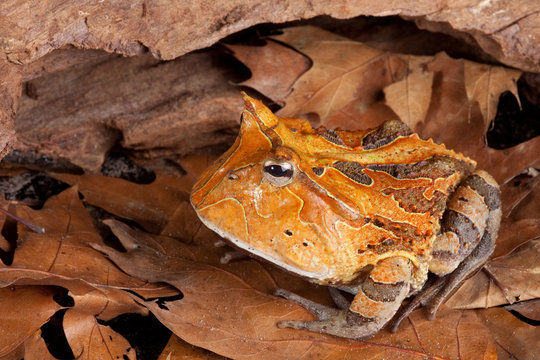 horned toad Ceratophys cornuta