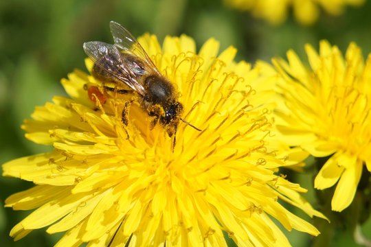 Пчела на жёлтом цветке (bee)