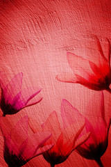 Obraz premium Grain red paint wall background and tulips