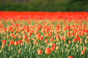 Tulips field