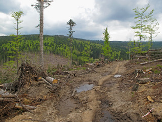 Deforestation in national park Bohemian Forest.