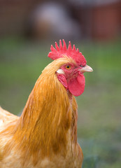 Right profile rooster