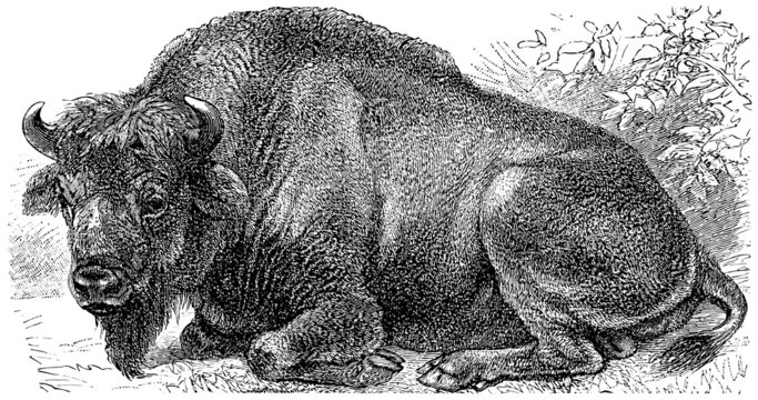 American bison (Bos bison)