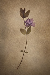 Vinca minor