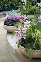 Orchid and cyclamen in earthenware pots