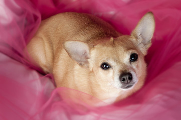 Chihuaha on Pink