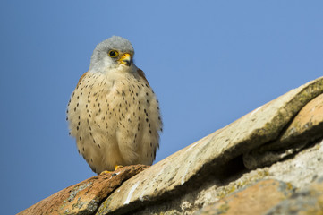 Chick of kestrel in the roof