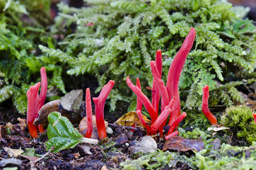 Red fungi and moss, Tarkine rainforest, Tasmania