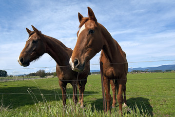 Obraz premium Two curious horses in pasture