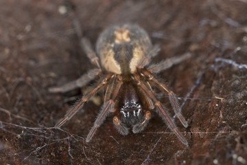 Lace webbed spider (Amaurobius fenestralis )
