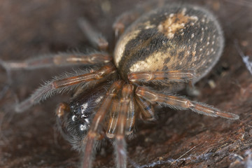 Lace webbed spider (Amaurobius fenestralis )
