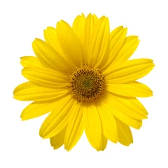 Gordijnen yellow daisy flower isolated on white background © artist_as