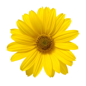 Fototapeta yellow daisy flower isolated on white background