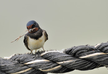european swallow