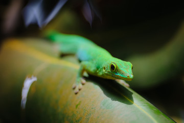 Green gecko
