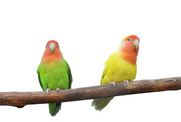 Parrots over white background