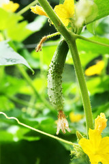 Cucumber