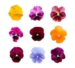 Pansy flowers isolated on white background