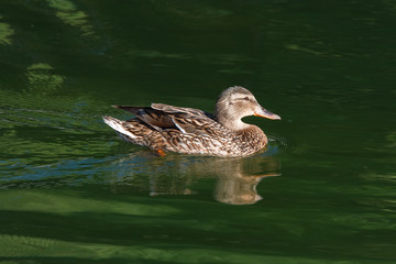 wild duck. female
