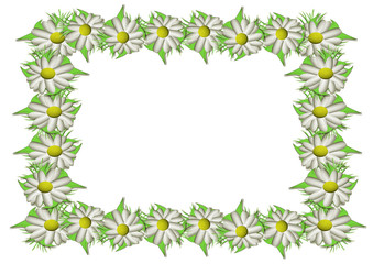 White camomiles and green grass as a background