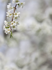 white cherry flowers on spring time