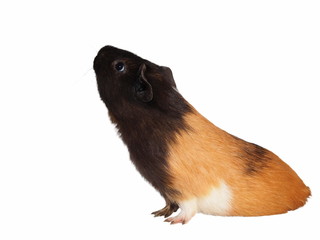 black brown guinea pig isolated on white