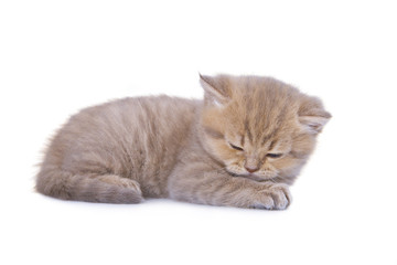 British kitten isolated on the white