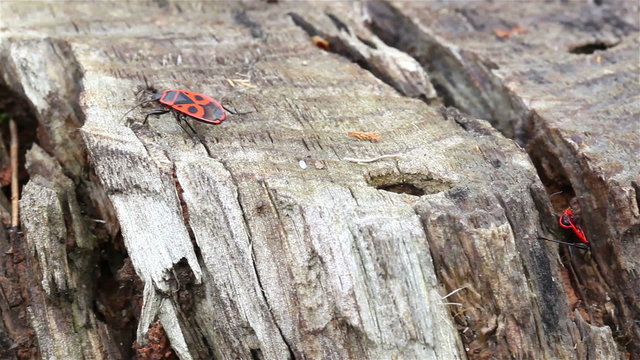 The foozle of a tree with an insect on it - a bug . Close up