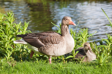 Fototapeta premium Gans mit Küken auf Wiese am See