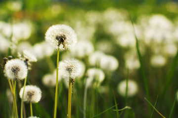 spring dandelions
