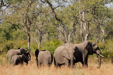Small herd of African elephants(