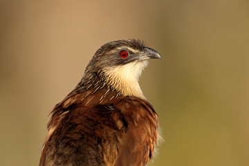 Burchell's coucal