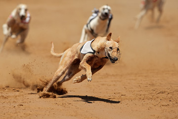 Sprinting greyhounds