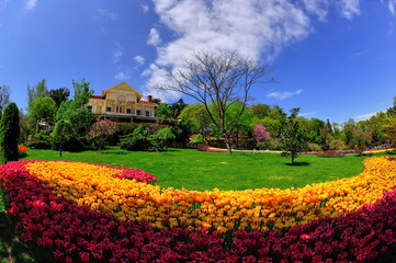 tulips in garden ,istanbul,emirgan