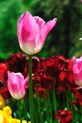 tulips in garden ,istanbul,emirgan