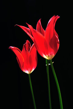 tulips festival ,istanbul,emirgan