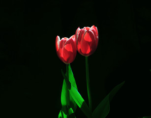 Fototapeta premium tulips in garden ,istanbul,emirgan