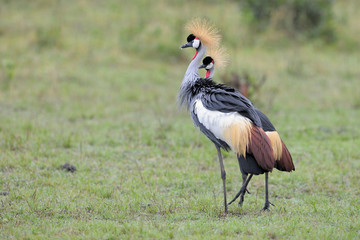 Two Grey Crowned-Cranes in courtship dancing.