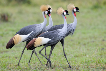Four Grey Crowned-Cranes in courtship dancing.